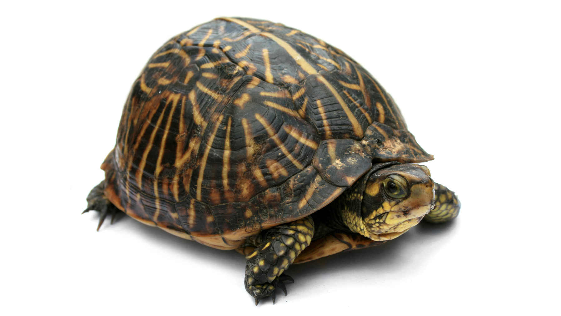 Þörfnumst heilbrigðara sambands við tímann