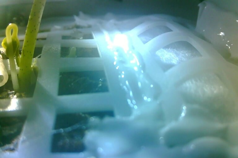 Fyrsta fræið til að spíra á tunglinu dautt