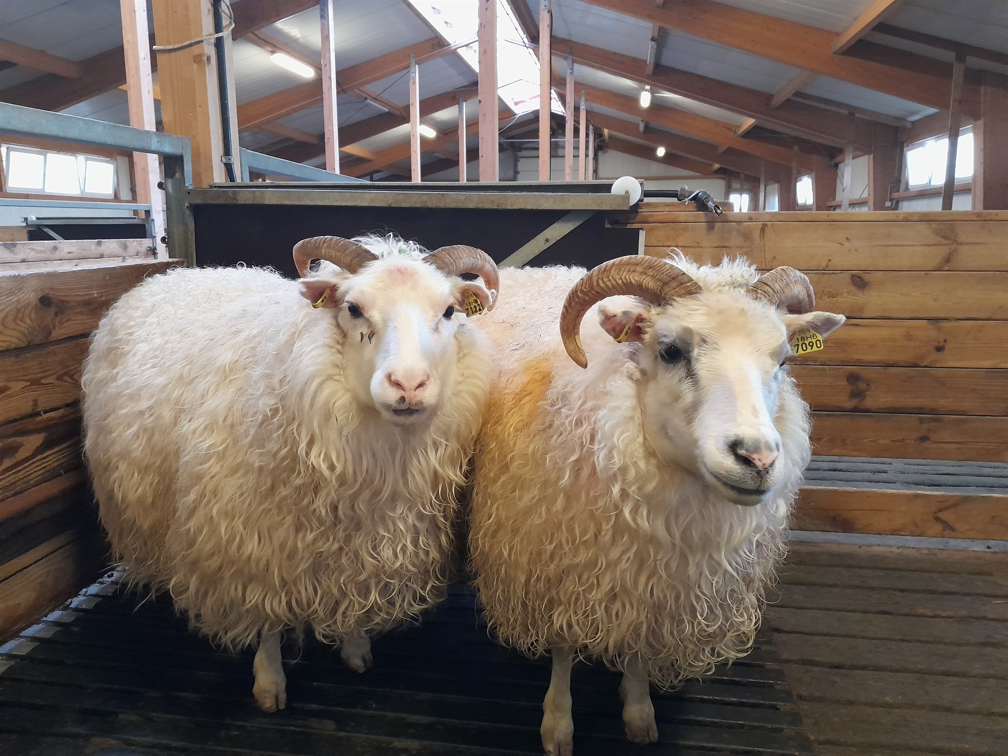 Verndandi arfgerðir bjarga öllu