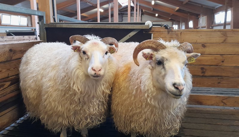 Verndandi arfgerðir bjarga öllu