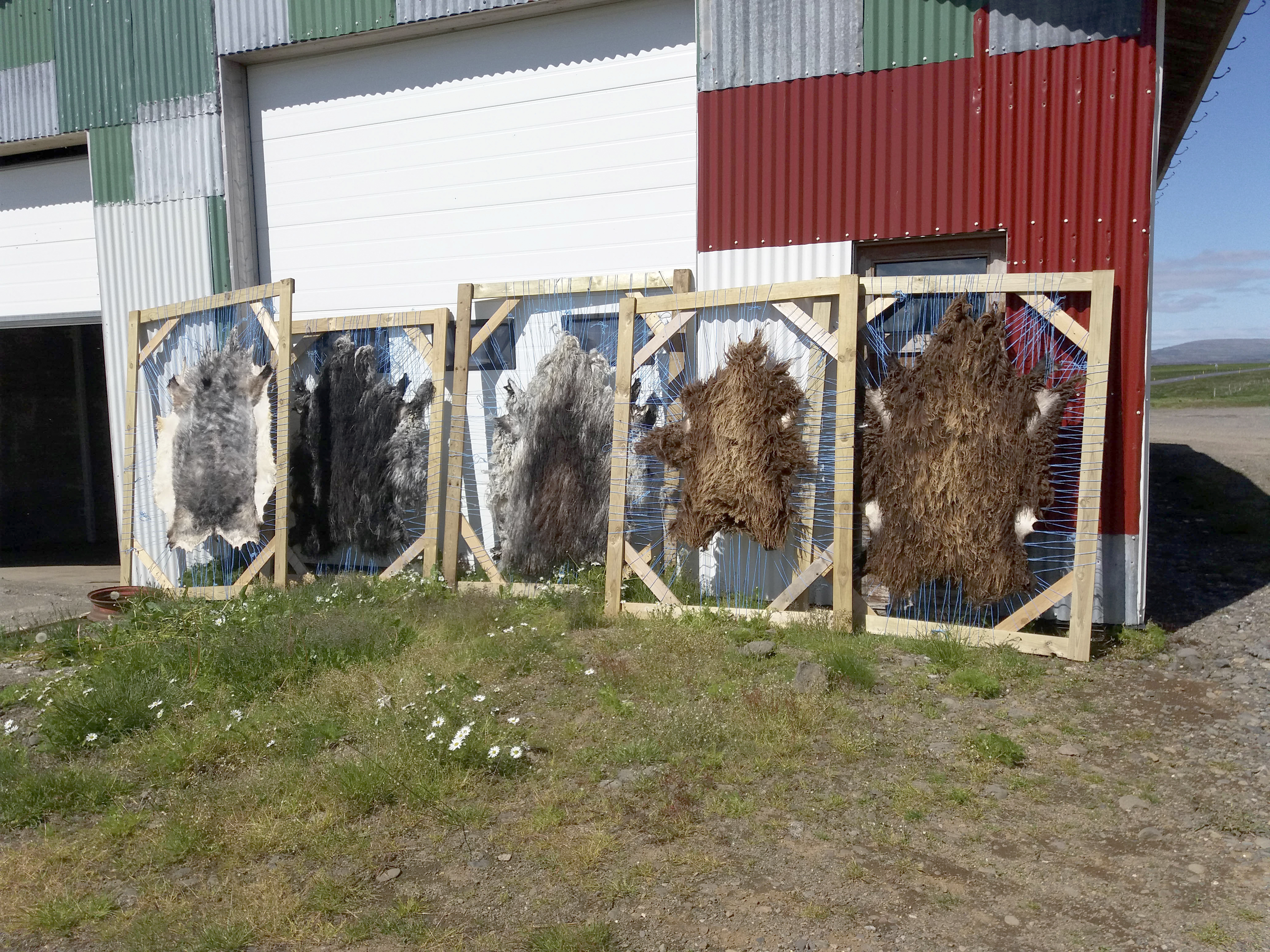 Mikil vinna og puð að súta skinn en skemmtilegt