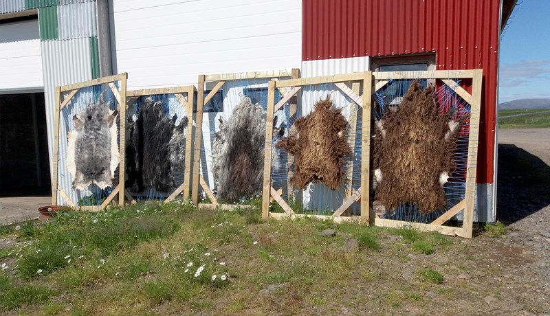 Mikil vinna og puð að súta skinn en skemmtilegt