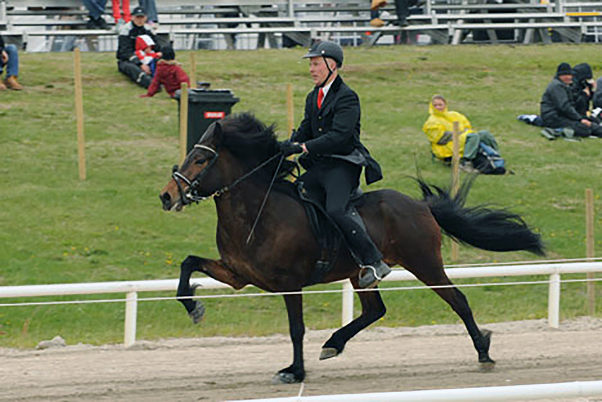 31 hryssa með heiðursverðlaun fyrir afkvæmi 2020