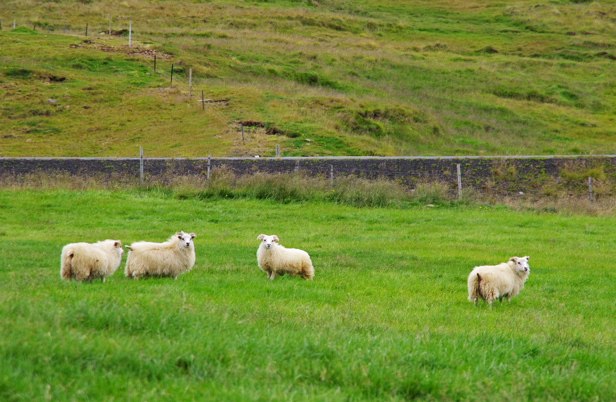 Afkomuvöktun sauðfjárræktar 2017–2019