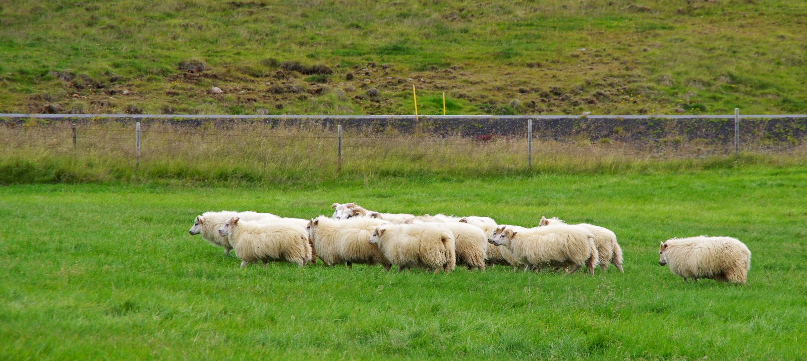 Staða sauðfjárræktar í nútíð og framtíð