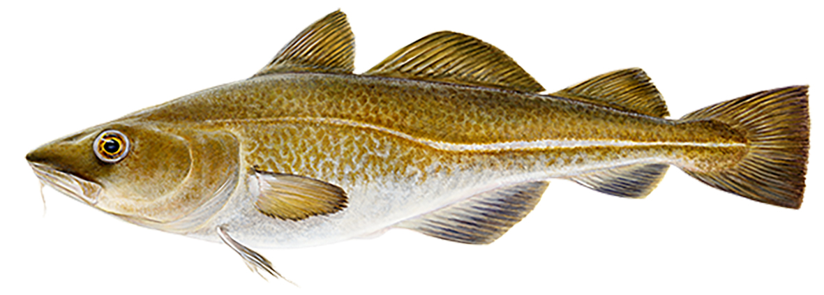 Leggur til 13% lækkun aflamarks þorsks