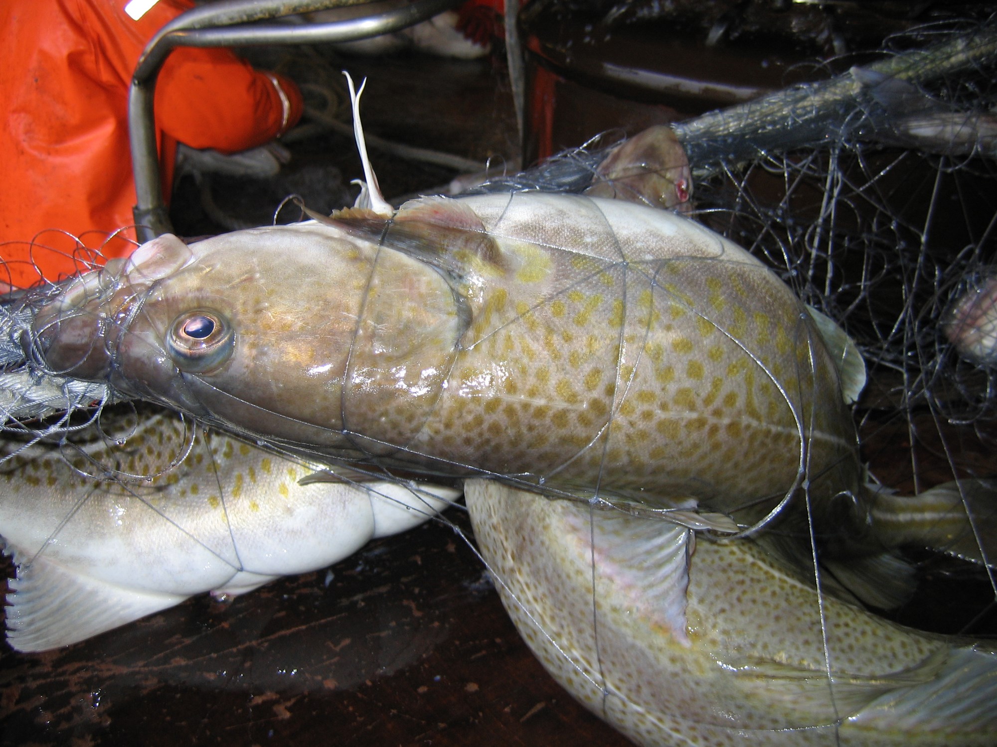 Glaðningurinn frá Grænlandi