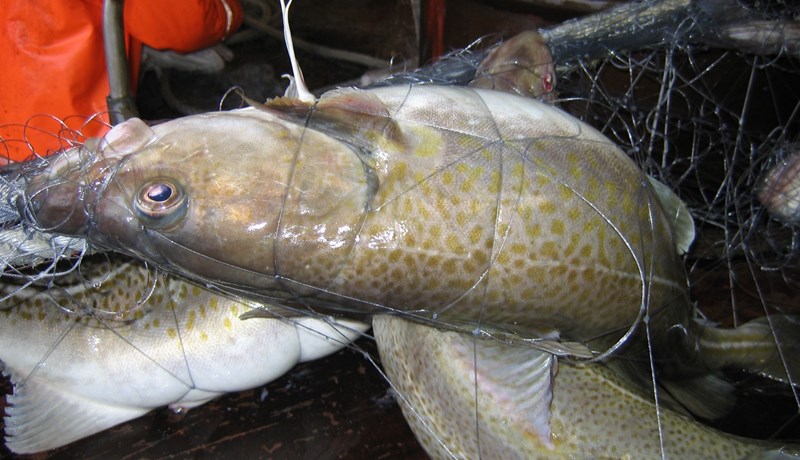 Glaðningurinn frá Grænlandi