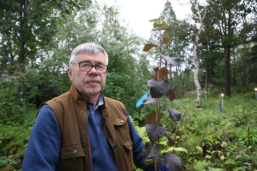 Þorsteinn Tómasson plöntuerfðafræðingur með nýtt rauðblaða yrki af birki
sem hann gaf nafnið Hekla.