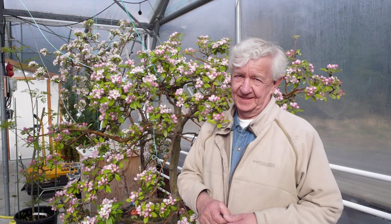 Egg, eplatré og býflugur