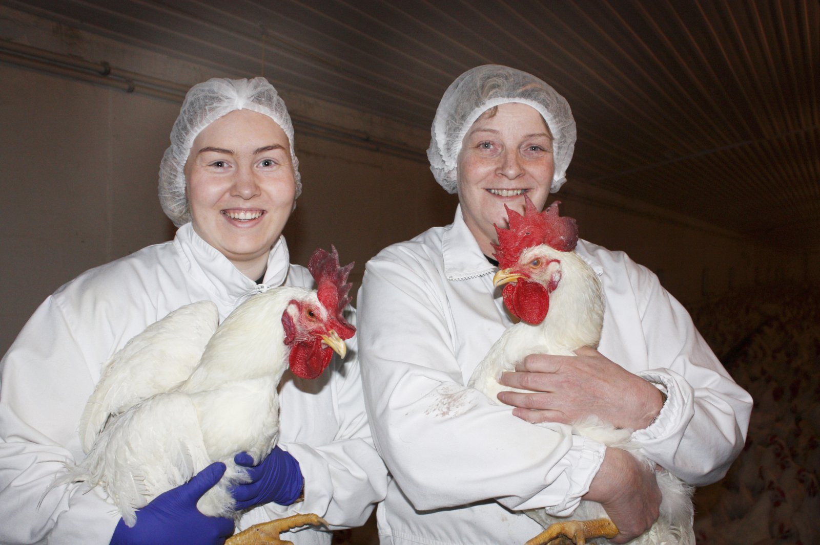 Tuttugu og þrjú þúsund sænskar hænur á búinu