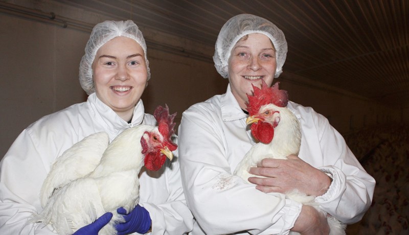 Tuttugu og þrjú þúsund sænskar hænur á búinu