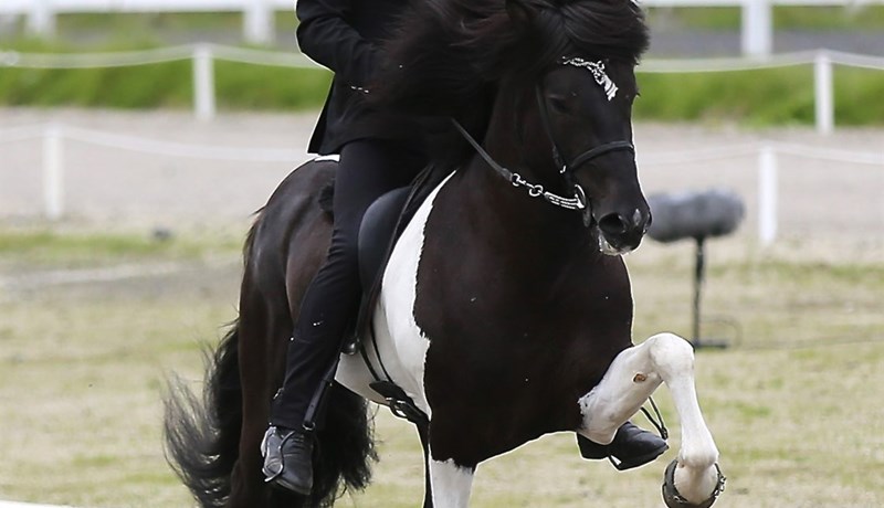 Afkvæmahestar á Íslandi árið 2025