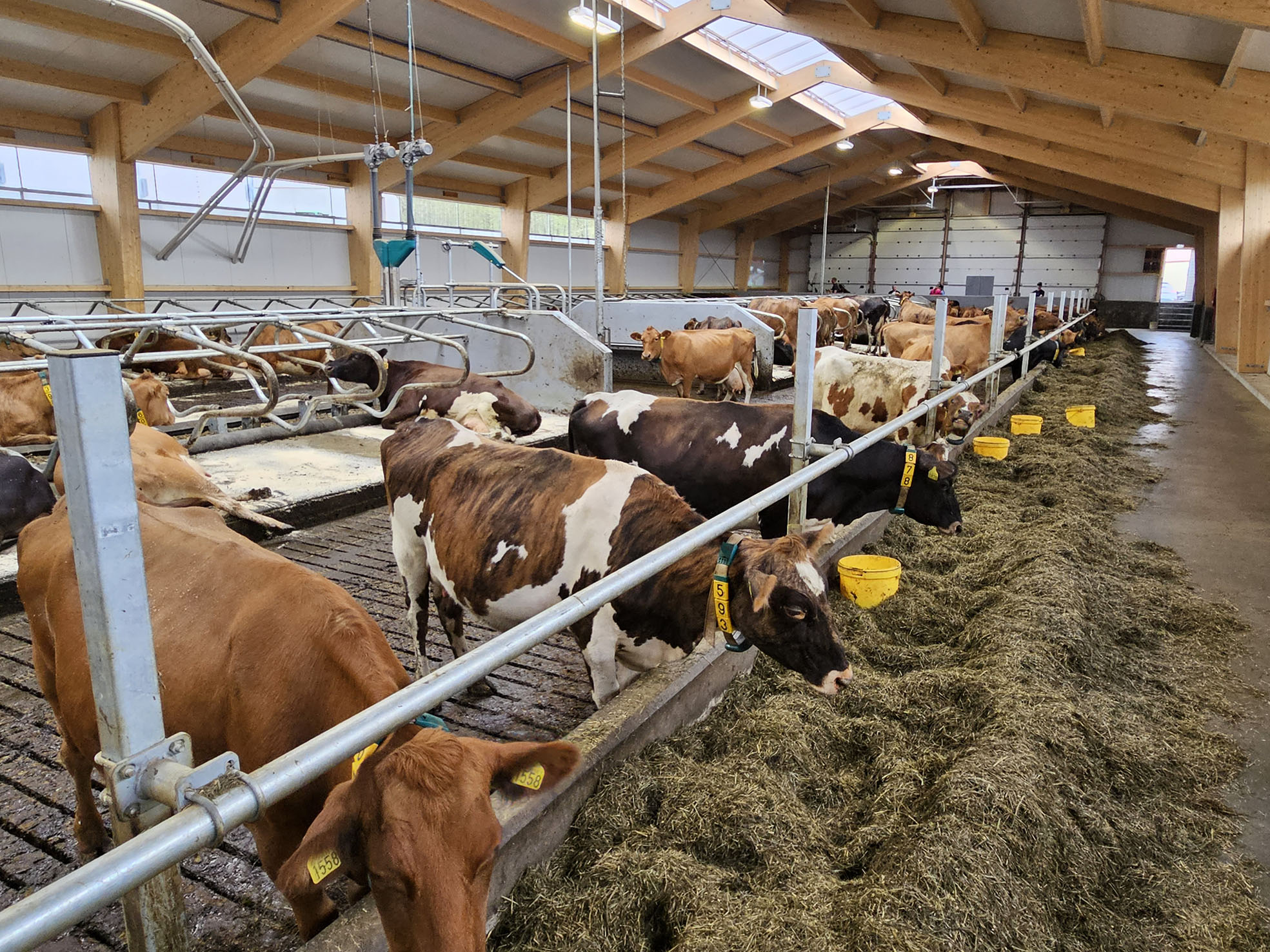 Mikil ánægja með nýja fjósið í Þrándarholti