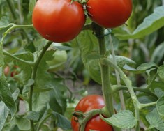 Enn eitt tækifærið