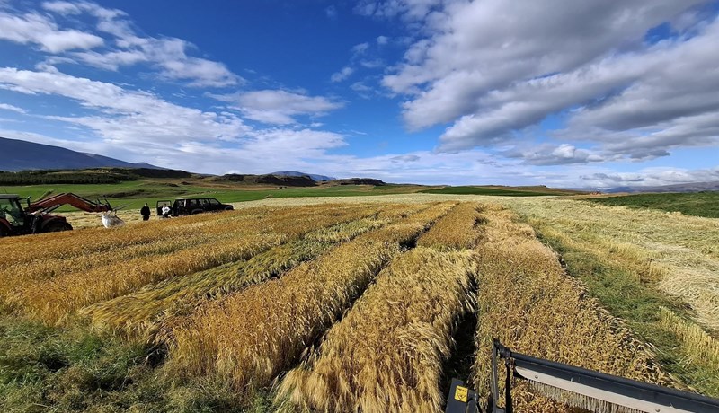 Mikill kraftur í plöntukynbótum