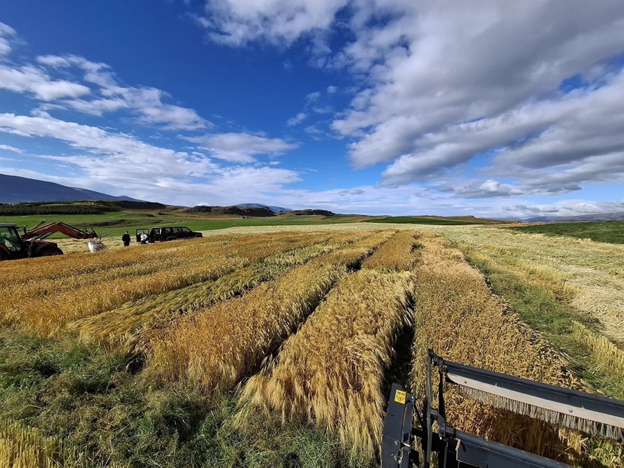 Þresking á tilraunareitum í Keldudal í Skagafirði 1. september. 