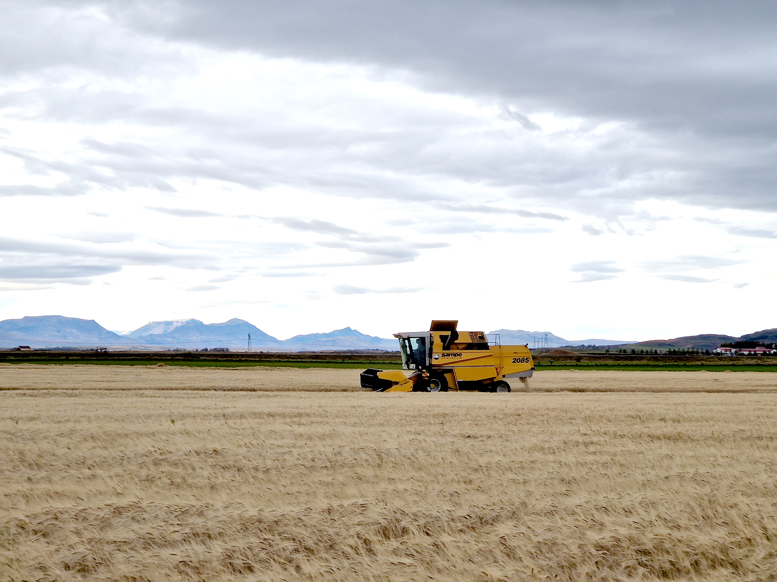 Kornuppskera misjöfn