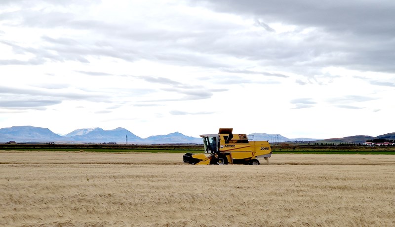 Kornuppskera misjöfn