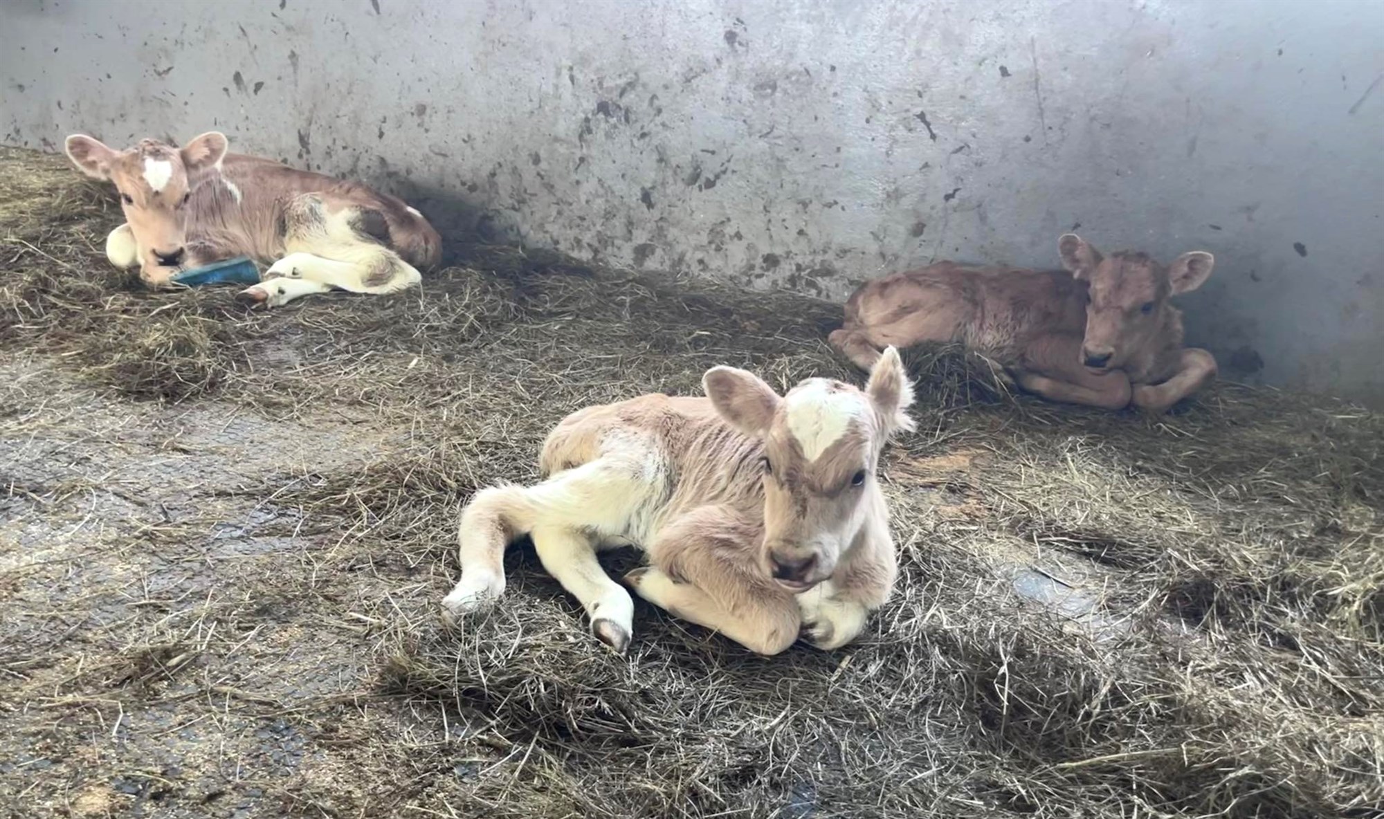 Mugga bar þremur kvígum