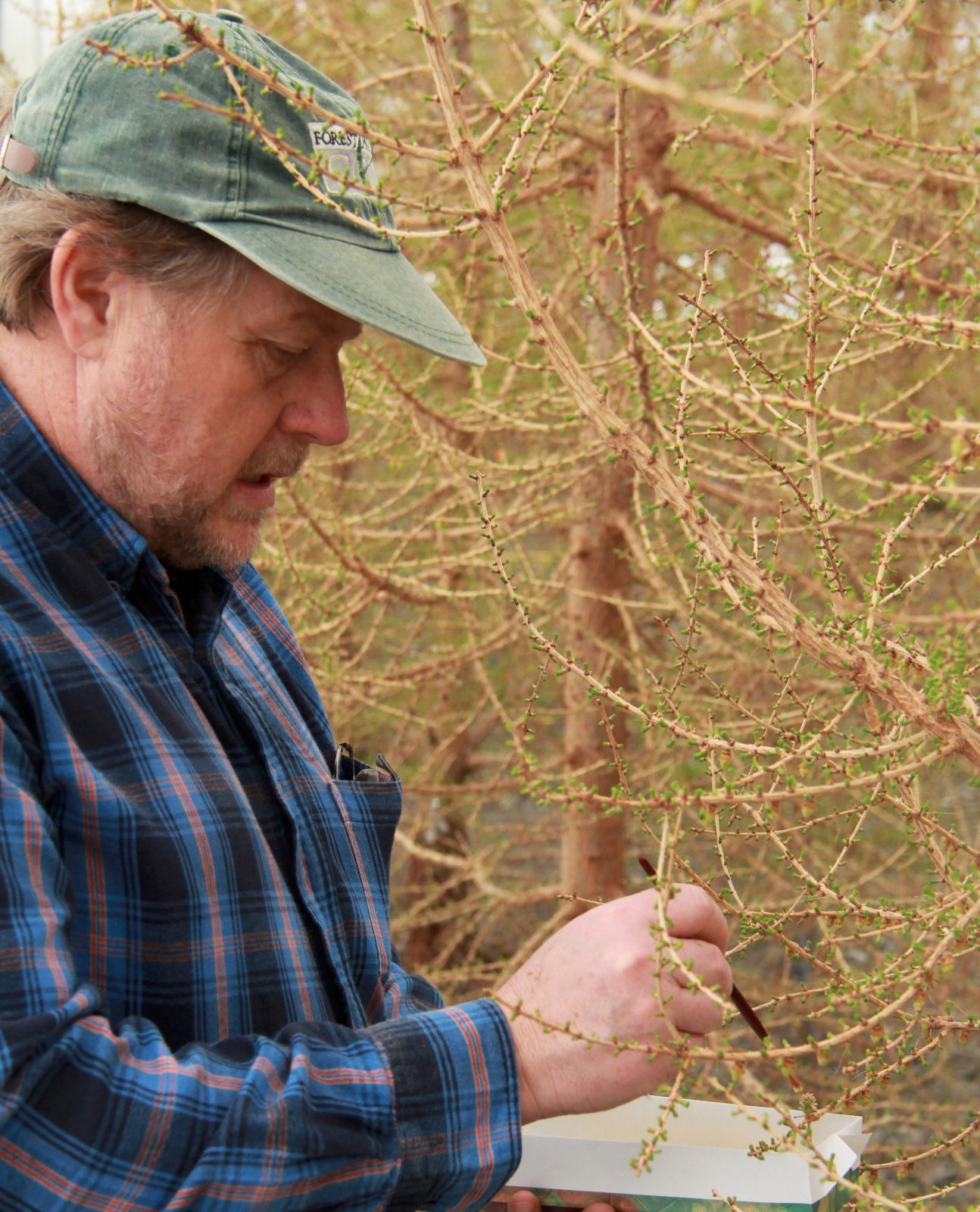 Þröstur Eysteinsson skipaður í embætti skógræktarstjóra
