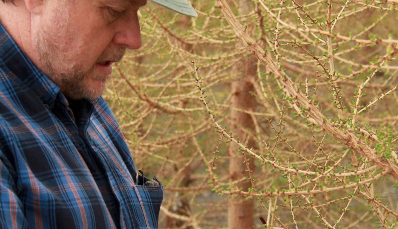 Þröstur Eysteinsson skipaður í embætti skógræktarstjóra