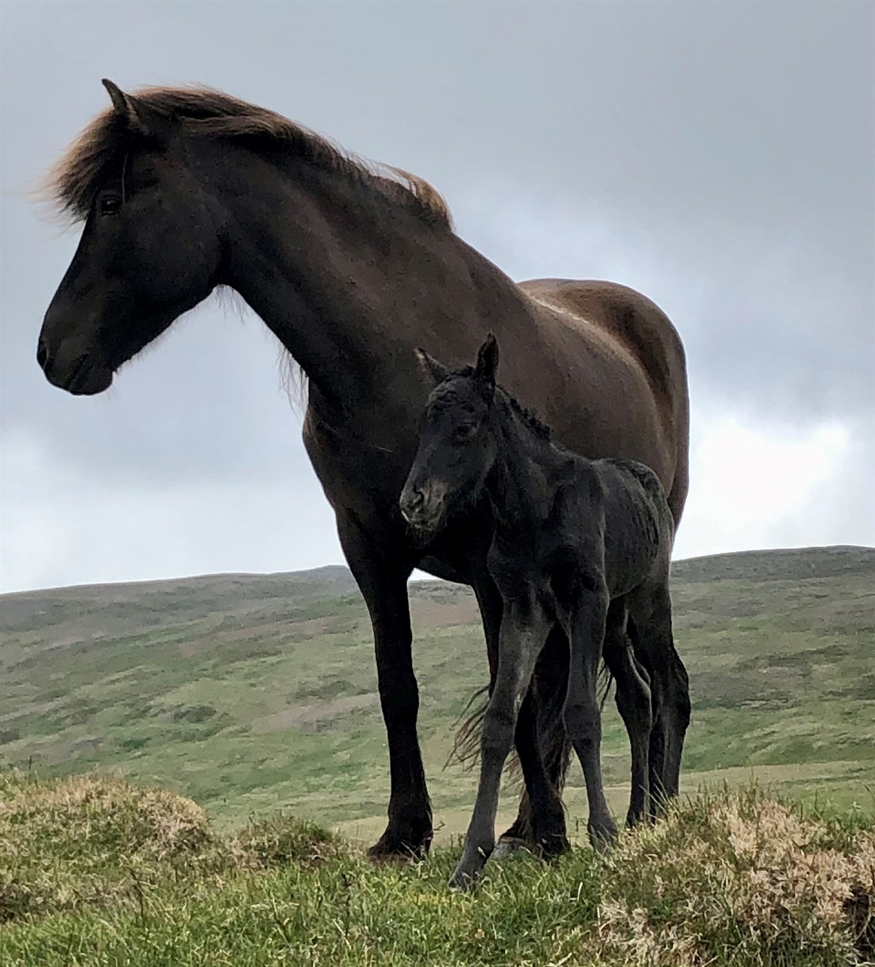 Hryssur sem hlutu heiðursverðlaun haustið 2022