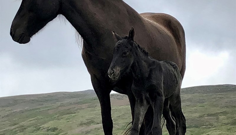 Hryssur sem hlutu heiðursverðlaun haustið 2022