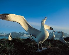 Elsti merkti alba­­trossinn 64 ára