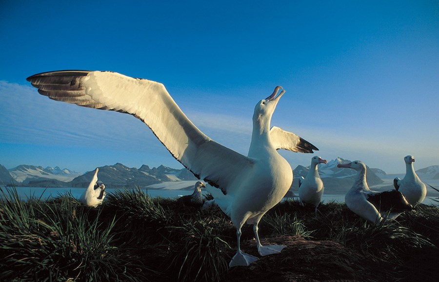 Elsti merkti alba­­trossinn 64 ára