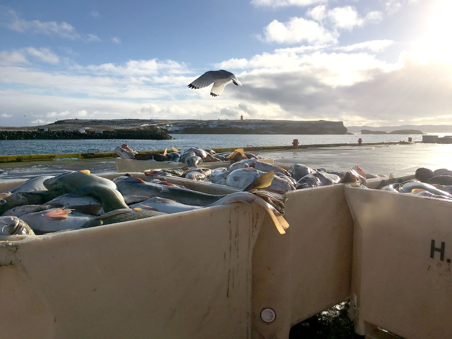 Veiðum líklega lokið í næstu viku