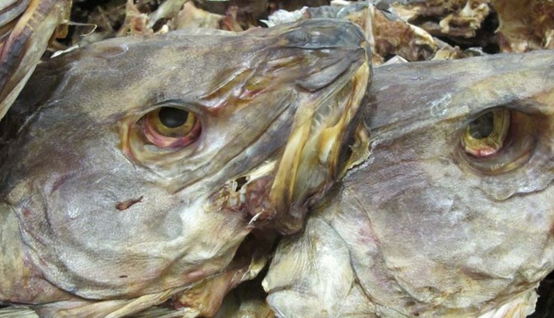 Matís og þorskhausar