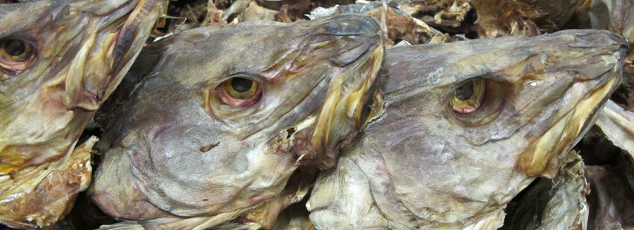 Matís og þorskhausar