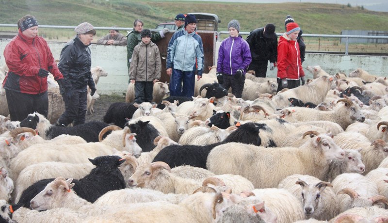 Sóknarsamningur í sauðfjárrækt