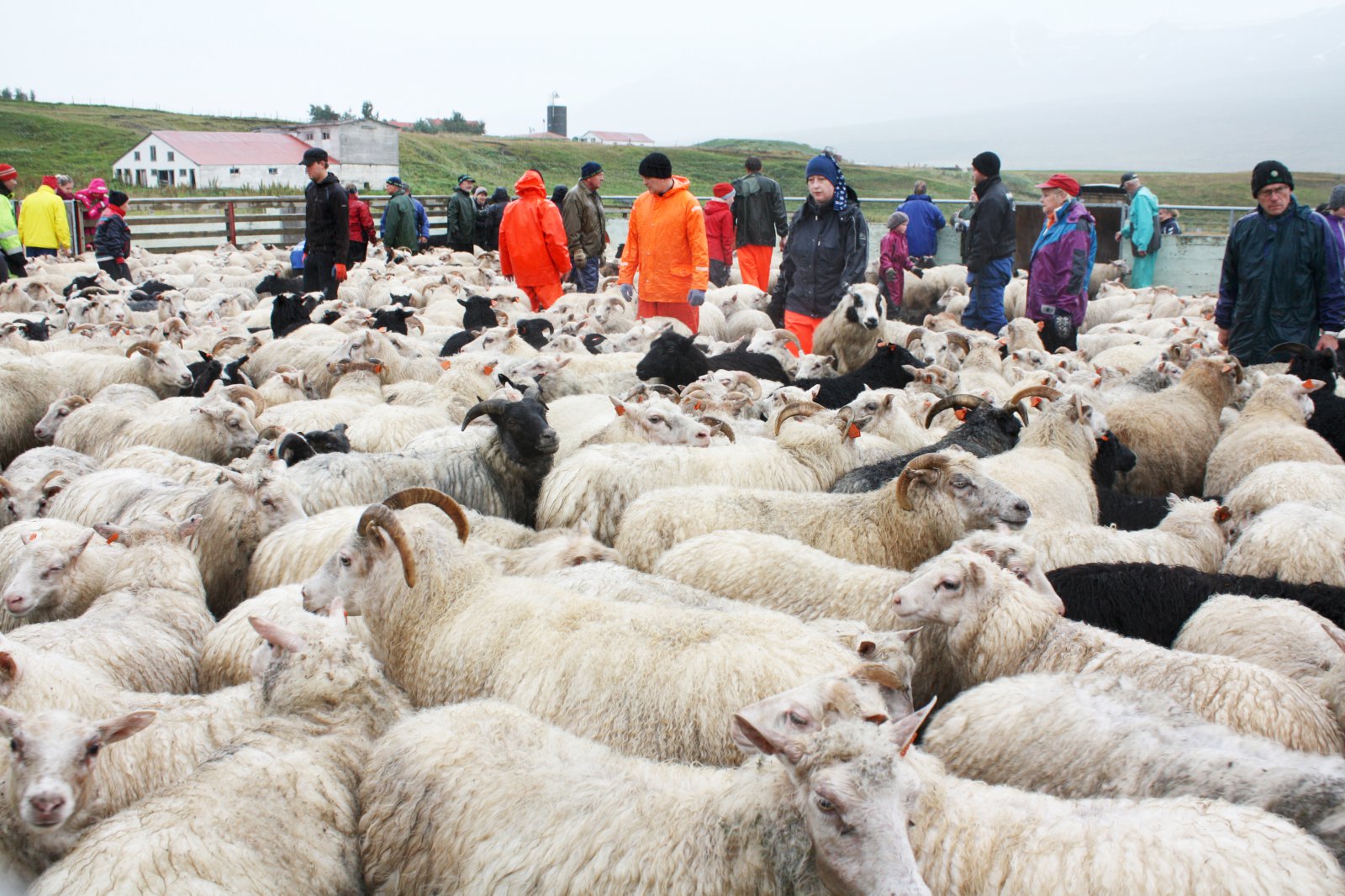 Fjár- og stóðréttir 2016