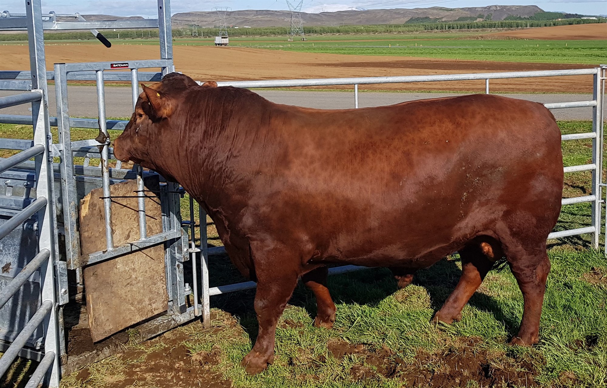 Þyngsta ungneytið 2020 var Angus/Limousine blendingur frá Gunnbjarnarholti