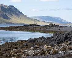 Frá Alsír til Hvalfjarðar