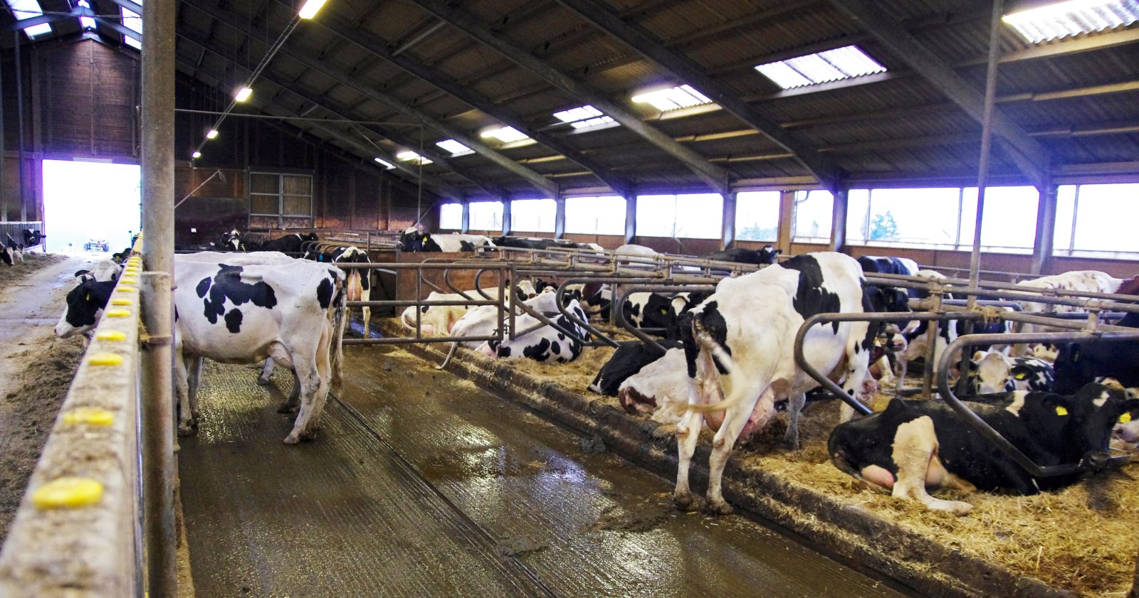 Hönnun og frágangur fjóss