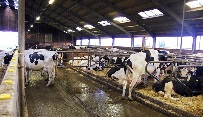 Hönnun og frágangur fjóss