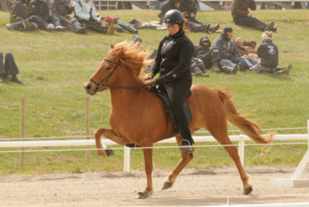 Hryssur með heiðursverðlaun fyrir afkvæmi 2024