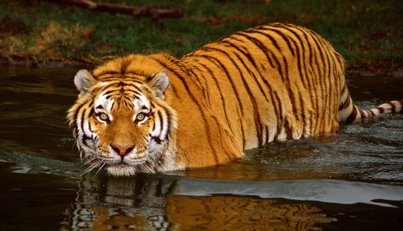 Milli 50 og 60% lífríkis skóga í hættu