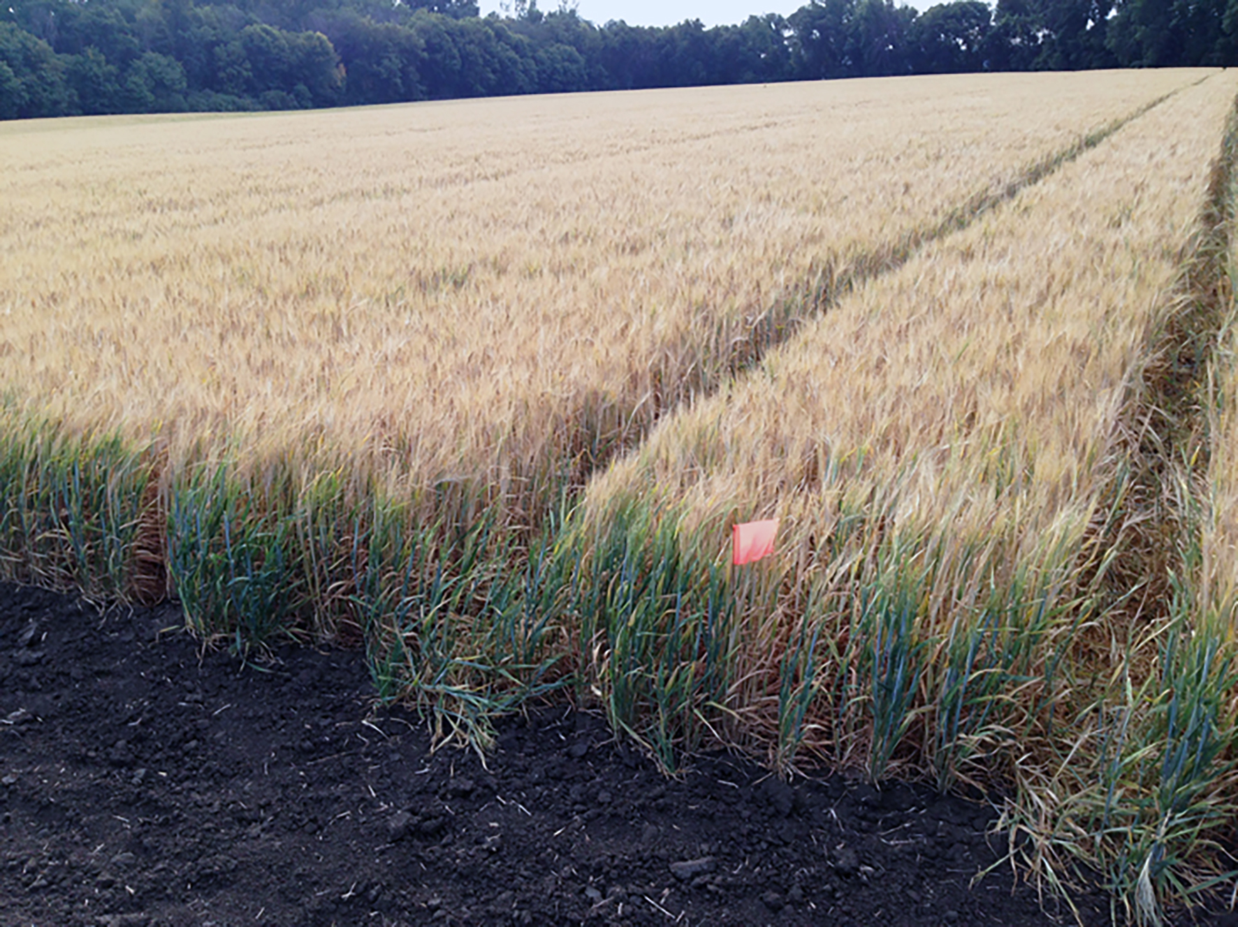 Framleiða á frumuvaka og önnur prótein fyrir frumuræktað kjöt