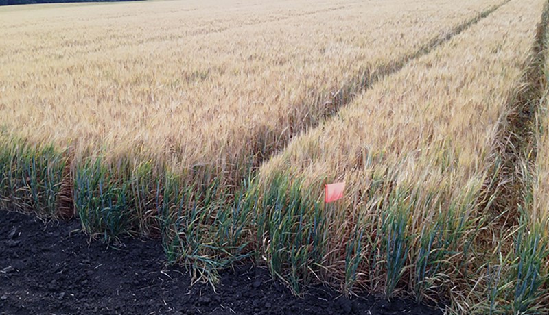 Framleiða á frumuvaka og önnur prótein fyrir frumuræktað kjöt