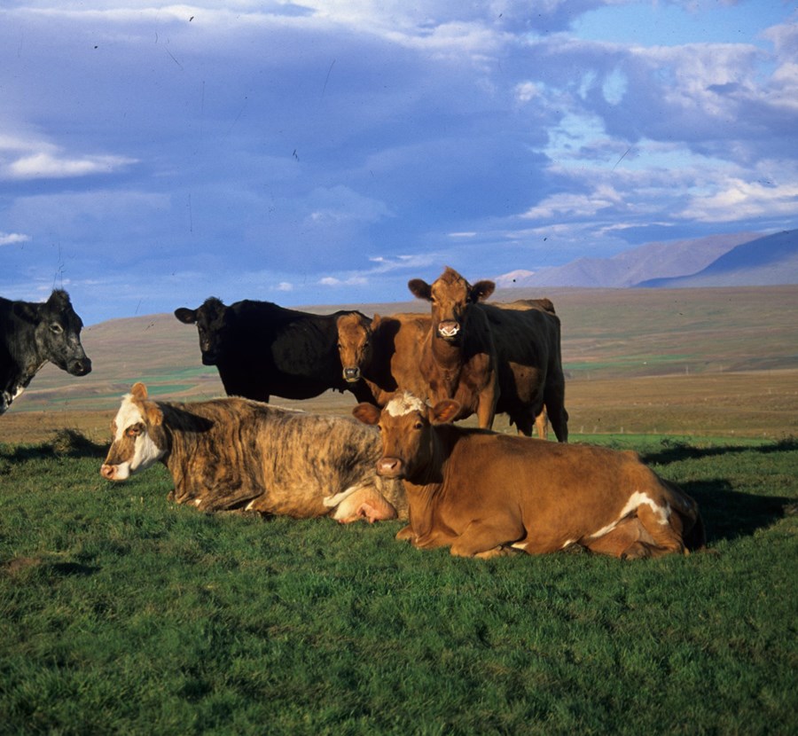 Sláturbann og bann á flutningum nautgripa