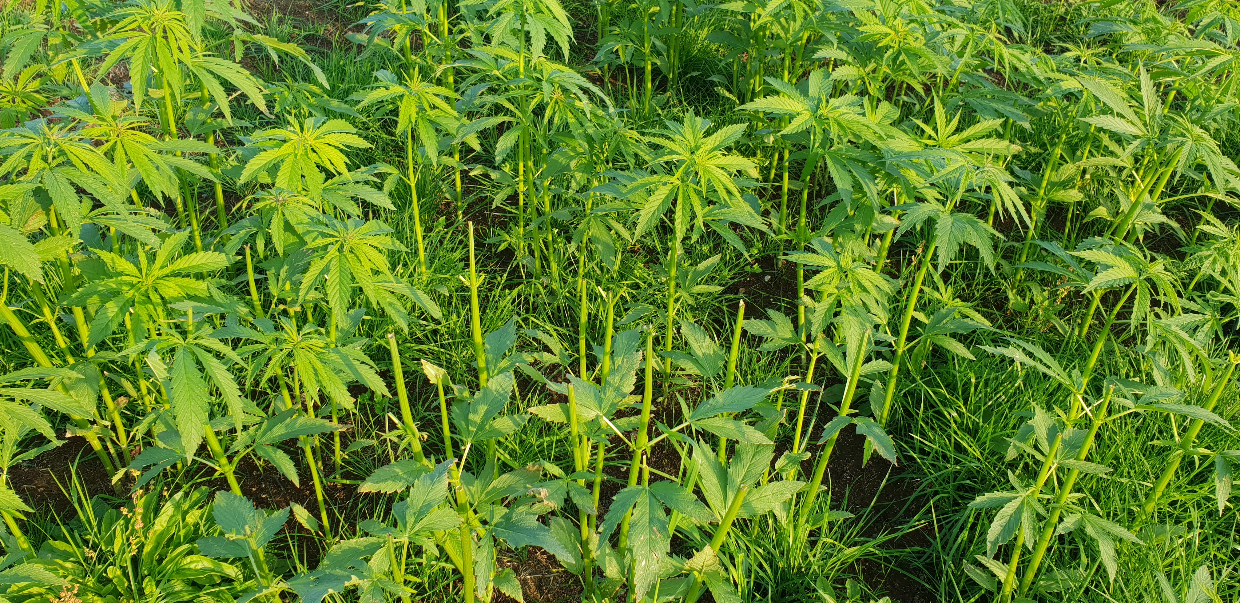 Starfshópur semur drög að frumvarpi um iðnaðarhamp