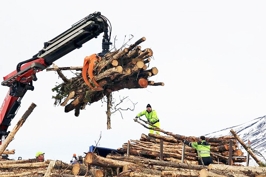Grisjunarviður á 40 flutningabíla