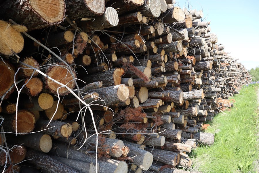 Unnt að nýta tífalt meira magn viðar