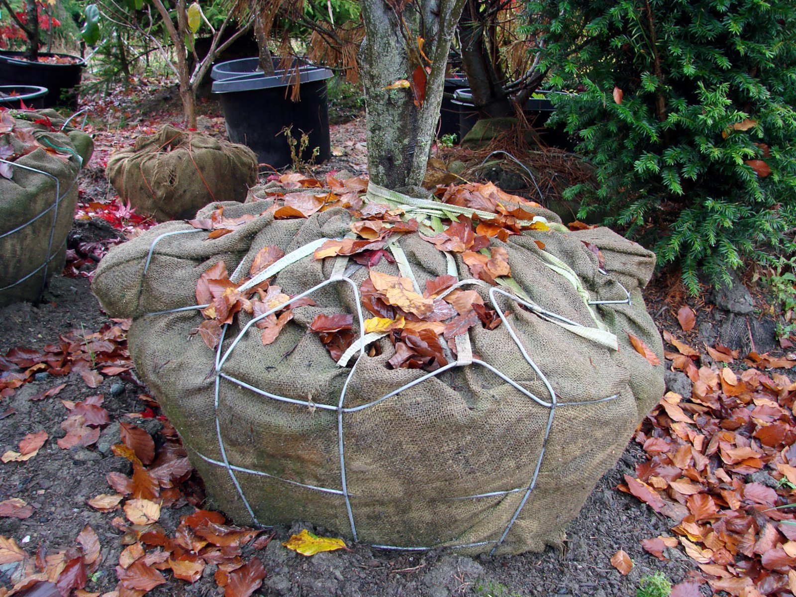 Haustverkin í garðinum