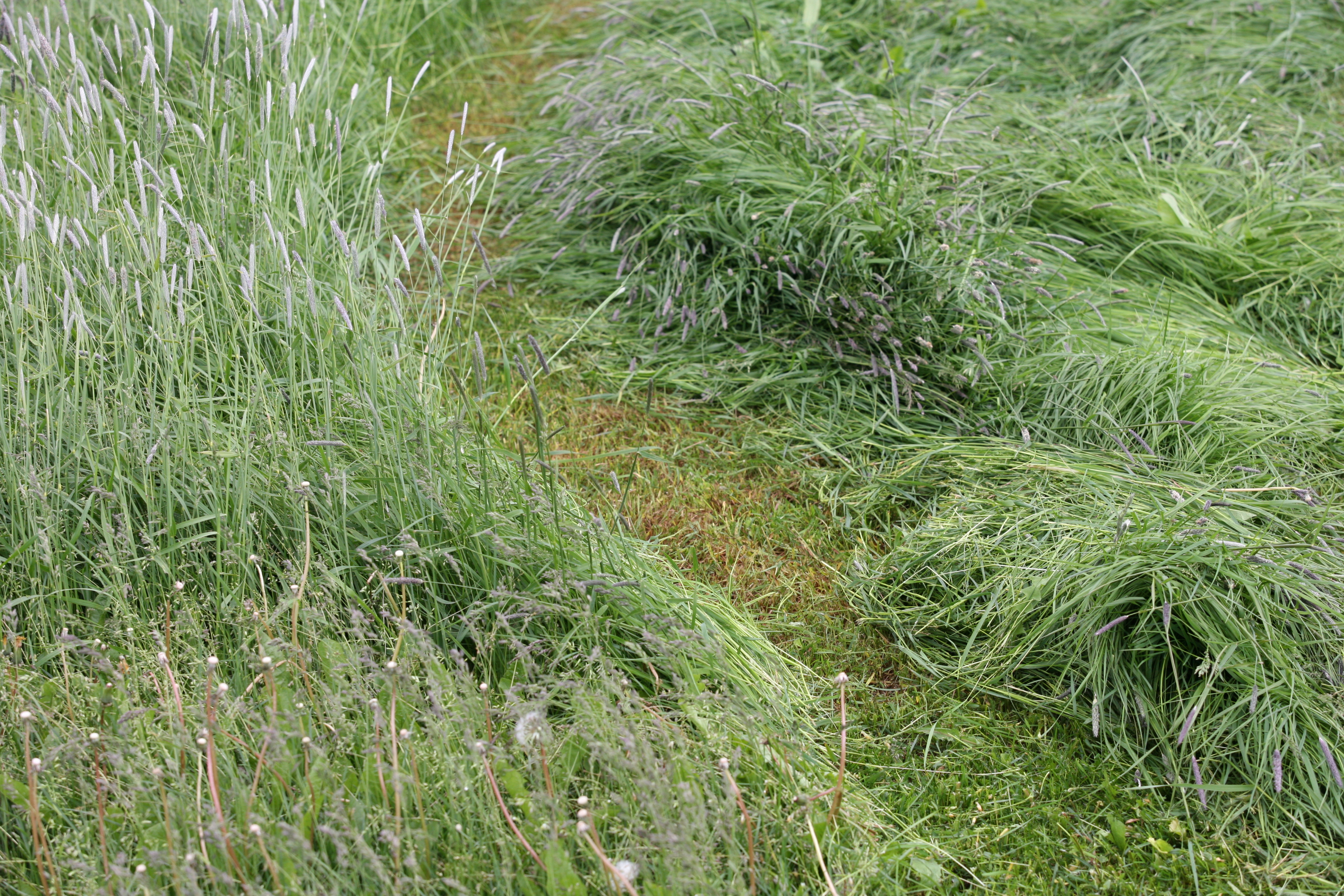 Tökum hey- og jarðvegssýni