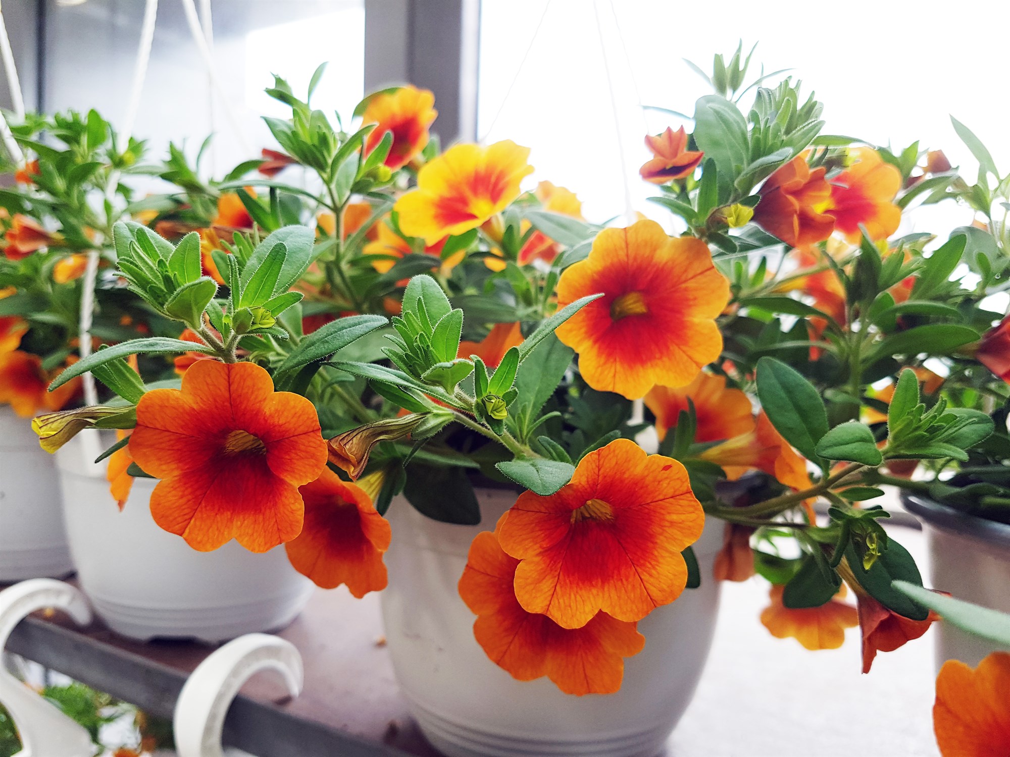 Tími sumarblómanna